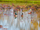 Mallard Duck - Kaczka Krzyżówka